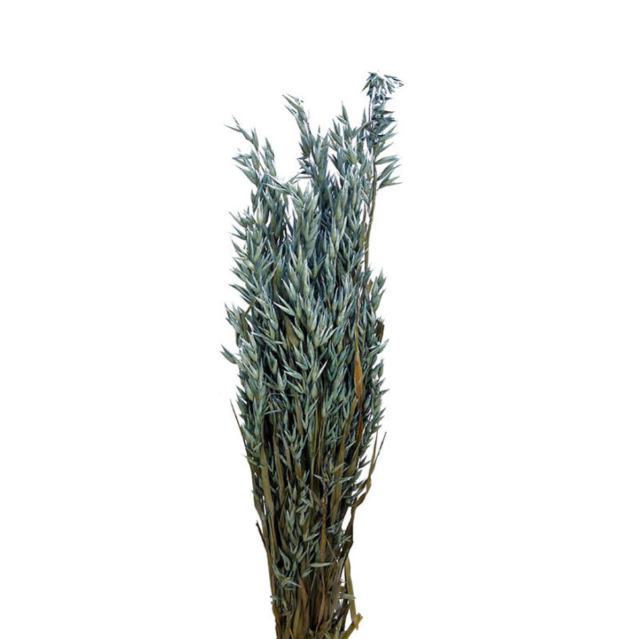 AVENA SECA FROOZEN AZUL1