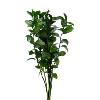 RUSCUS 90cm1