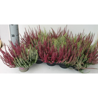 PL. CALLUNA GIRLS TWIN 25CM X81