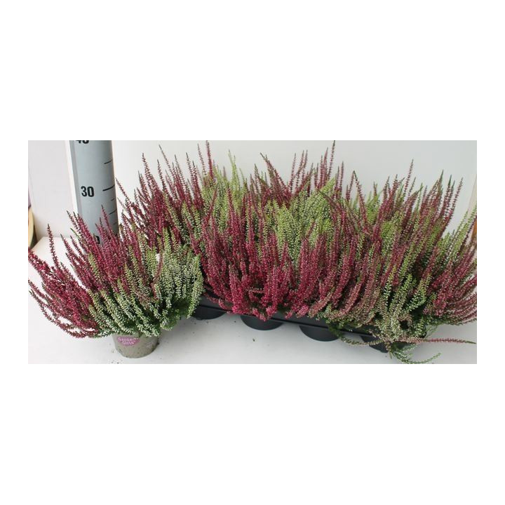 PL. CALLUNA GIRLS TWIN 25CM X81