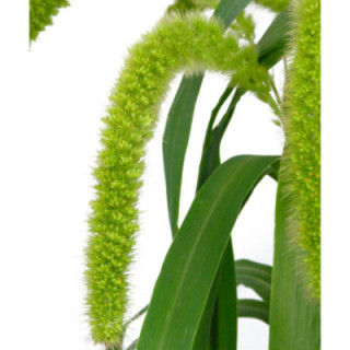 SETARIA VOLLE MELK 801