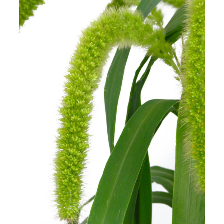 SETARIA VOLLE MELK 801