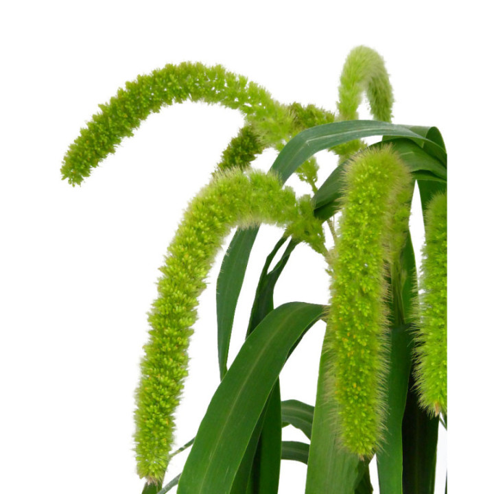 SETARIA VOLLE MELK 802