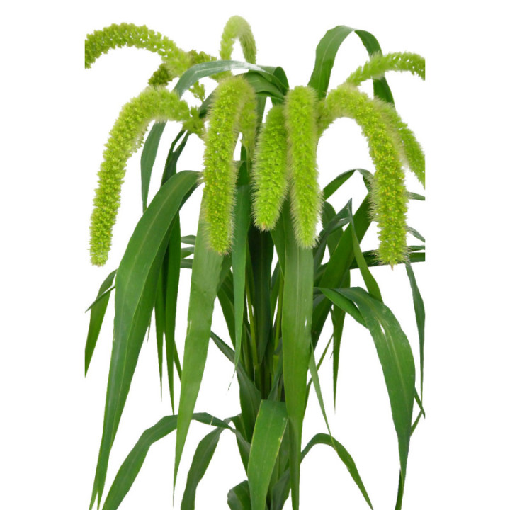 SETARIA VOLLE MELK 803