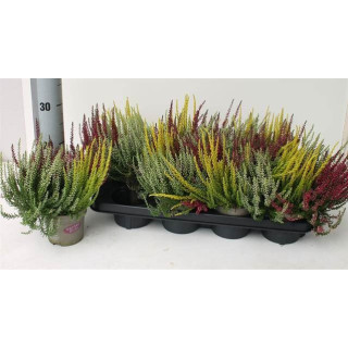 PL. CALLUNA GIRLS TRIO 25CM X81