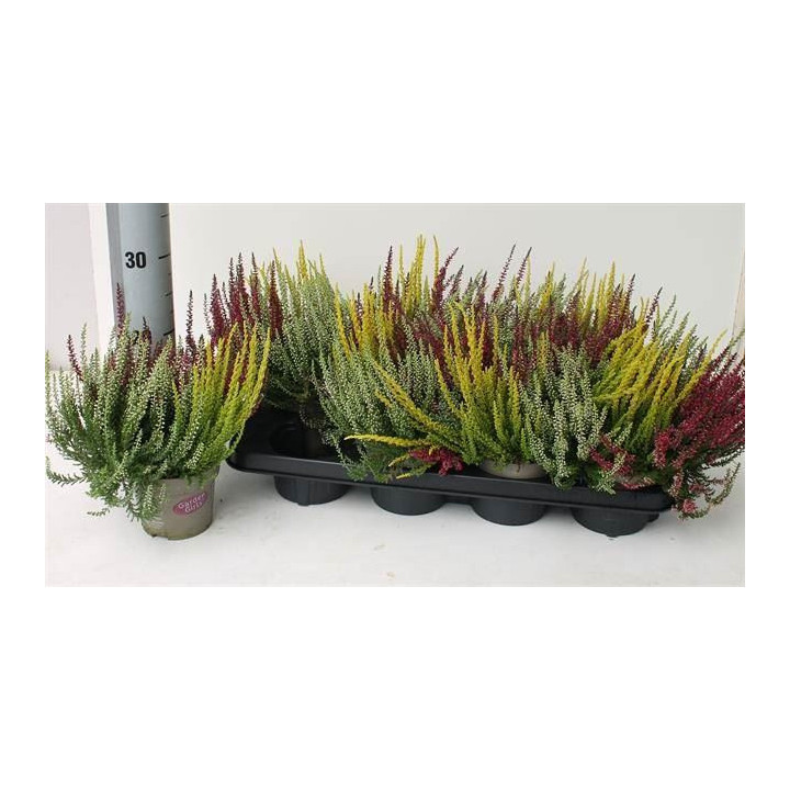 PL. CALLUNA GIRLS TRIO 25CM X81