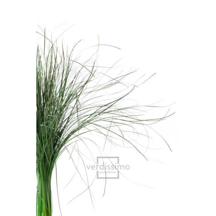 BEARGRASS PRESERVADO BEA/01051
