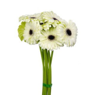 GERBERA WHITE HOUSE1