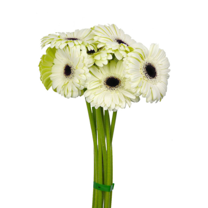 GERBERA WHITE HOUSE1