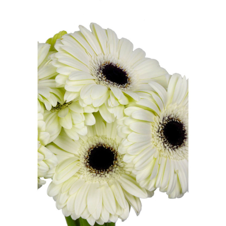 GERBERA WHITE HOUSE2