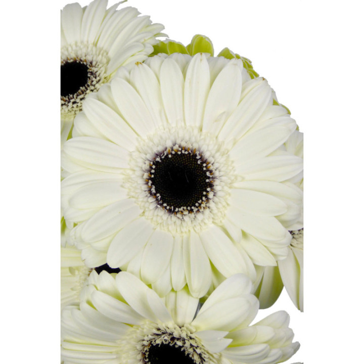 GERBERA WHITE HOUSE3
