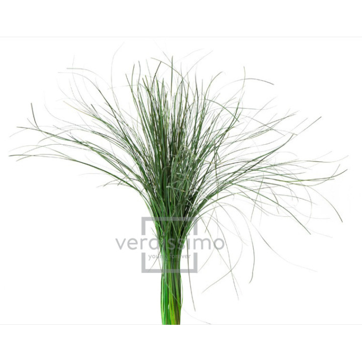 BEARGRASS PRESERVADO BEA/01052