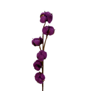 ALGODON LILA1