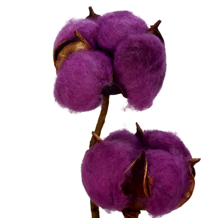 ALGODON LILA2