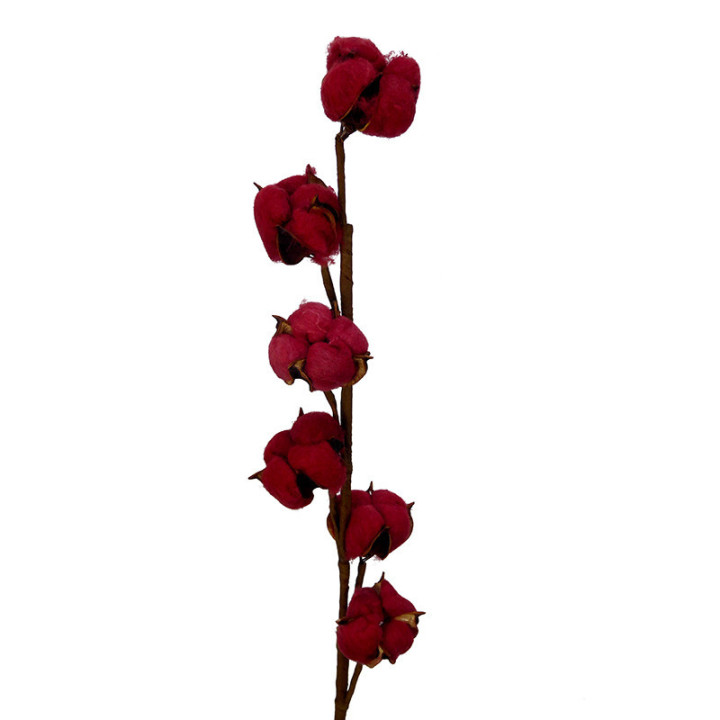 ALGODON ROJO1