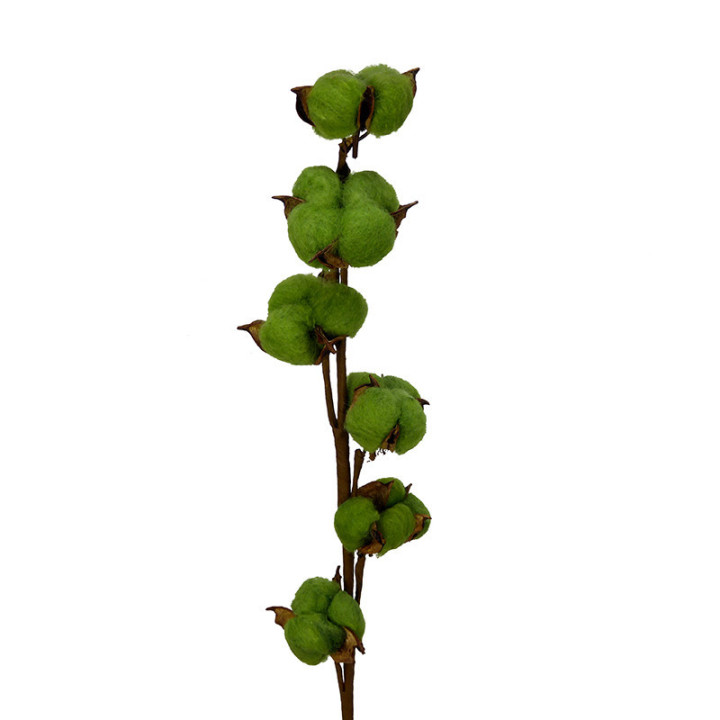 ALGODON VERDE1