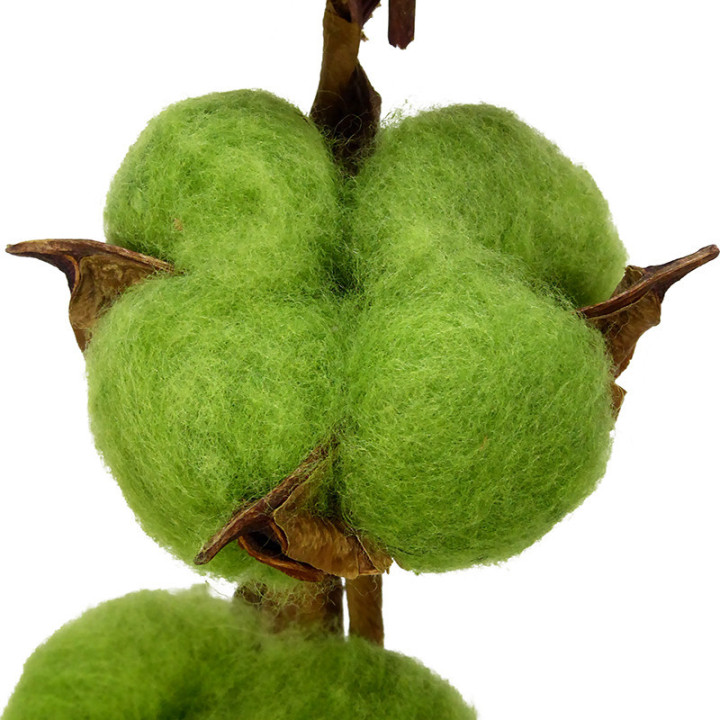 ALGODON VERDE2