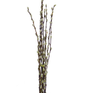 SALIX SNOW FLAKE 701