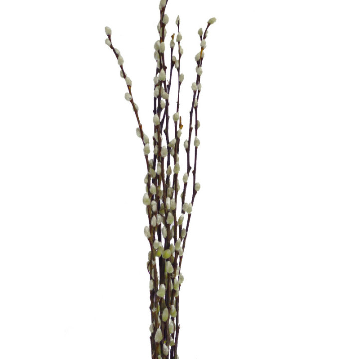 SALIX SNOW FLAKE 701