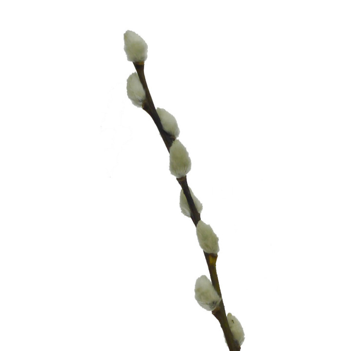 SALIX SNOW FLAKE 702