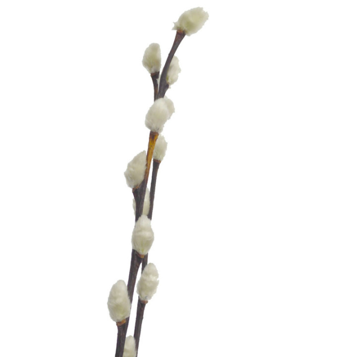 SALIX SNOW FLAKE 703