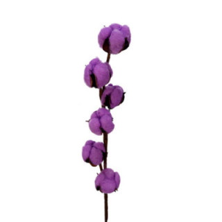 ALGODON MALVA1