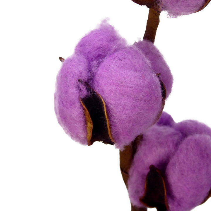 ALGODON MALVA2