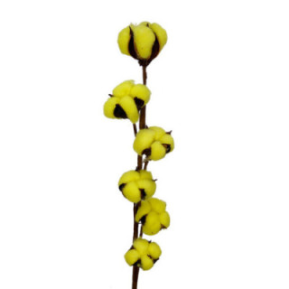 ALGODON AMARILLO1