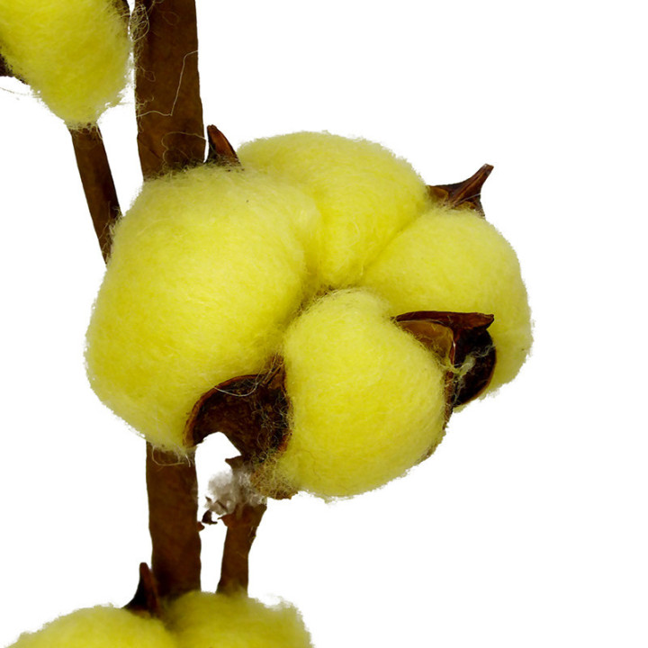 ALGODON AMARILLO2
