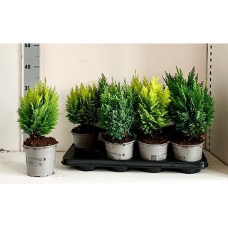 PL. CONIFEREN MIXTO 45CM X81