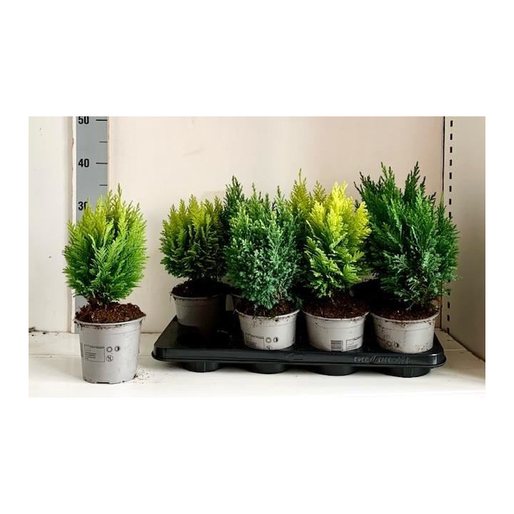 PL. CONIFEREN MIXTO 45CM X81