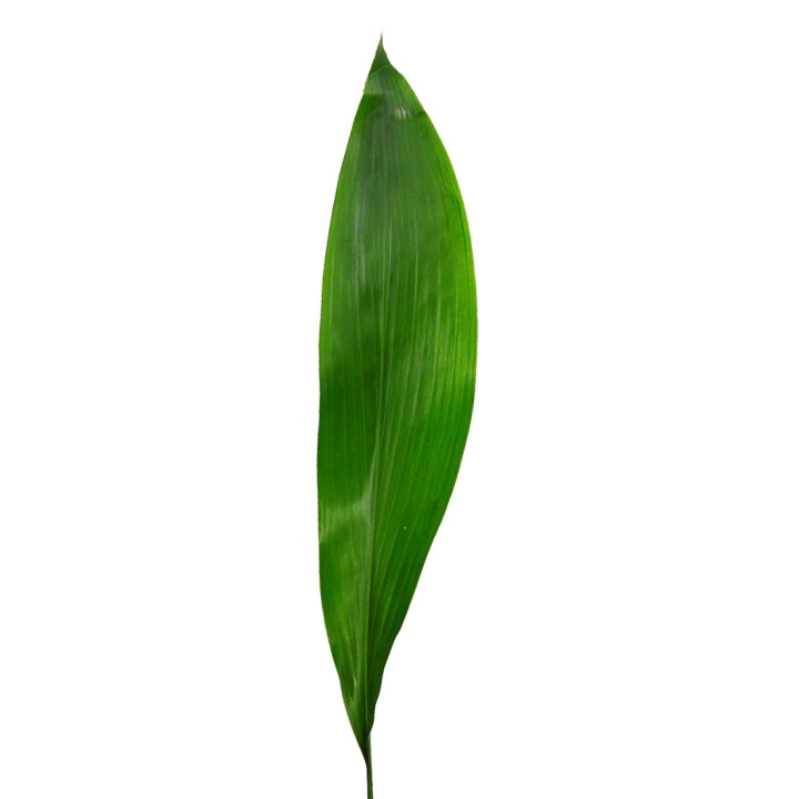 ASPIDISTRA 70CM1