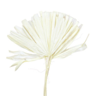 HOJA CHAMEROPS SECO BLANCO1