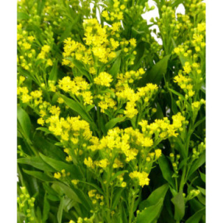 SOLIDAGO GOLDEN GLORY1