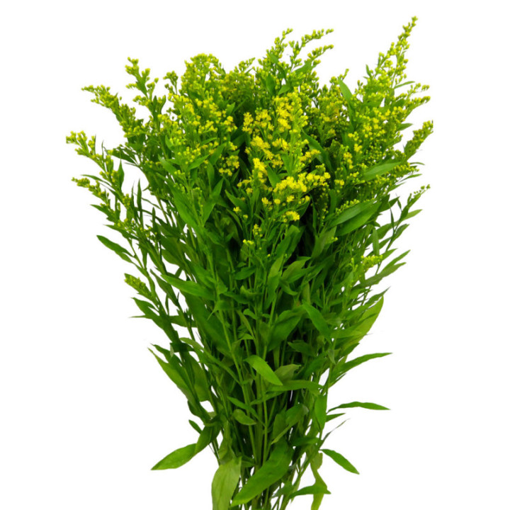SOLIDAGO GOLDEN GLORY2