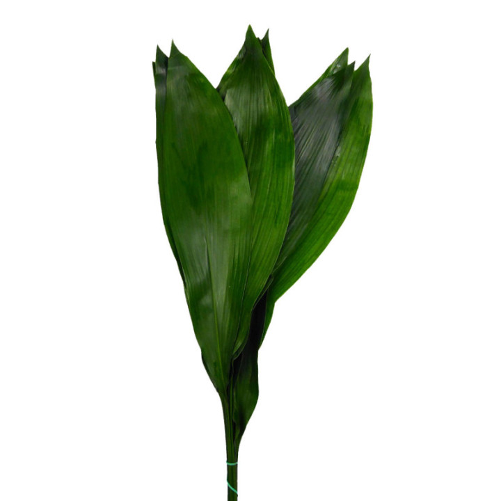 ASPIDISTRA 70CM2