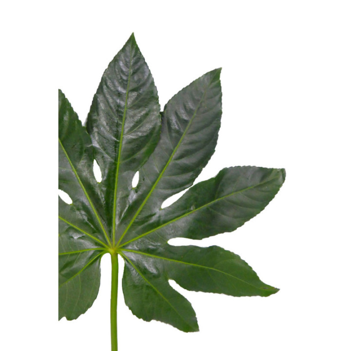 ARALIA 602