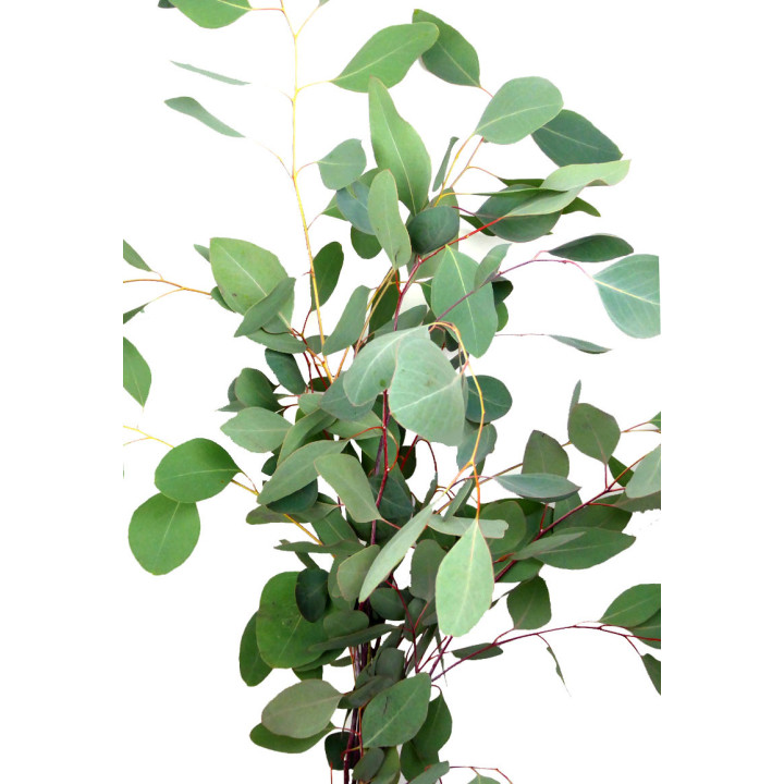 EUCALIPTU POPULUS1