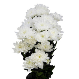 MARG HOL ALTAJ WHITE1
