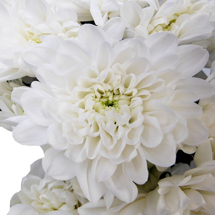 MARG HOL ALTAJ WHITE2