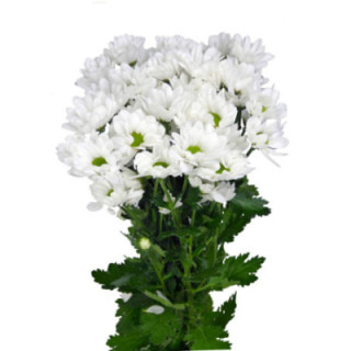 MARG HOL. CHIC BLANCA1