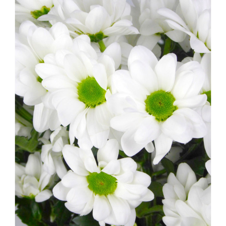 MARG HOL. CHIC BLANCA2