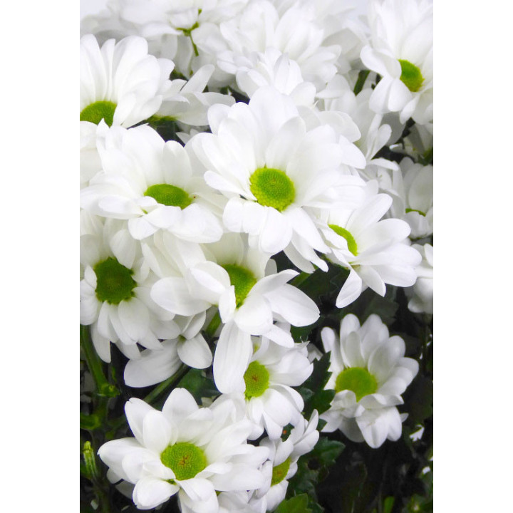 MARG HOL. CHIC BLANCA3