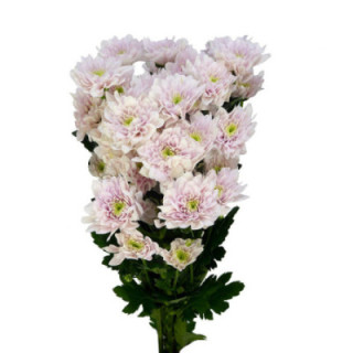 MARG HOL PASTELA PINK1