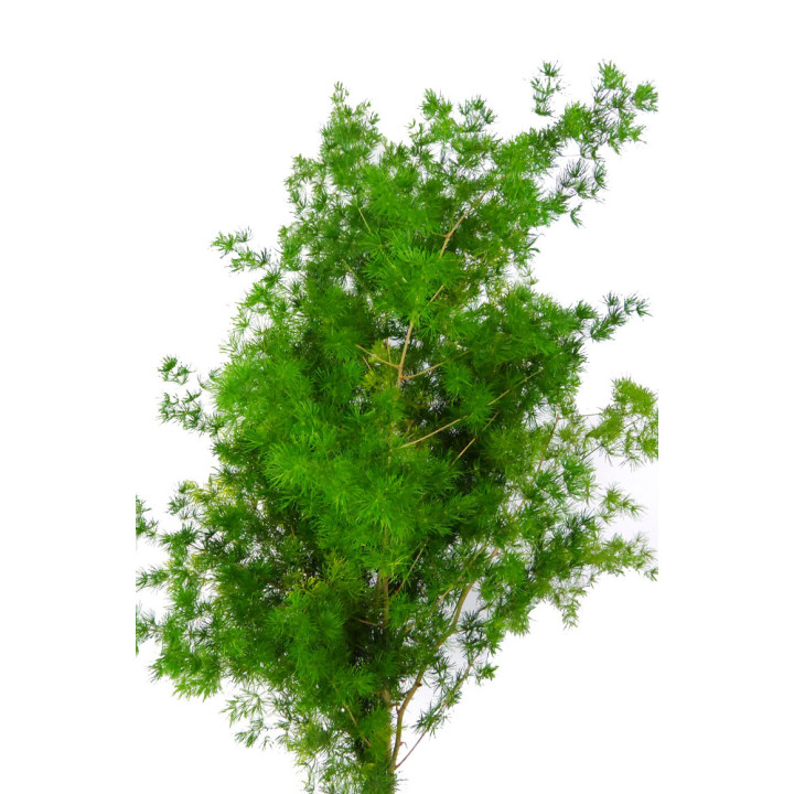 MIROCLAUDIO1