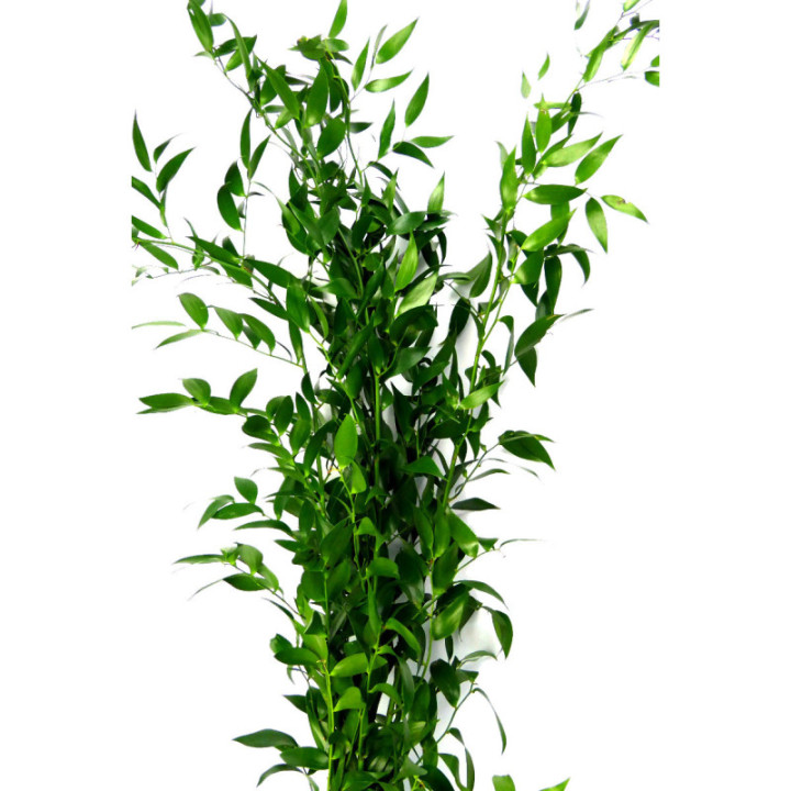 RUSCUS FINO IT 100cm1