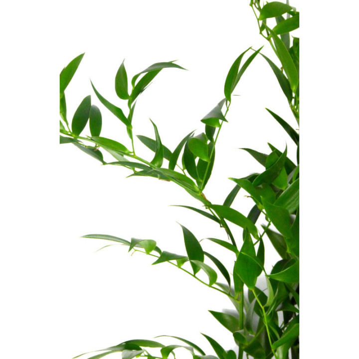 RUSCUS FINO IT 100cm2