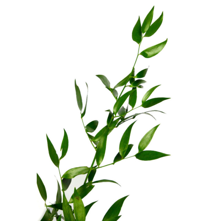 RUSCUS FINO IT 100cm3