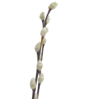 SALIX SNOW FLAKE 901