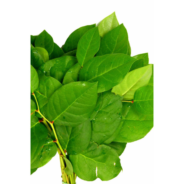 SALAL TIPS2